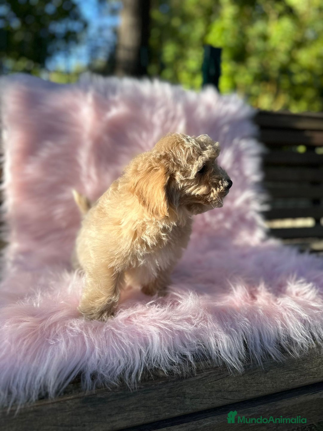 Maltipoo perros en venta: Maltipoo Apricot  - Imagen 5
