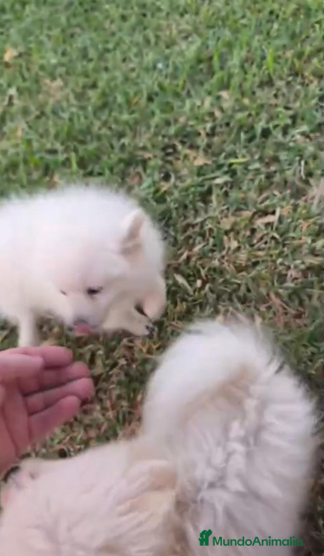 Pomerania perros en venta: Lulu pomerania toy - Imagen 4