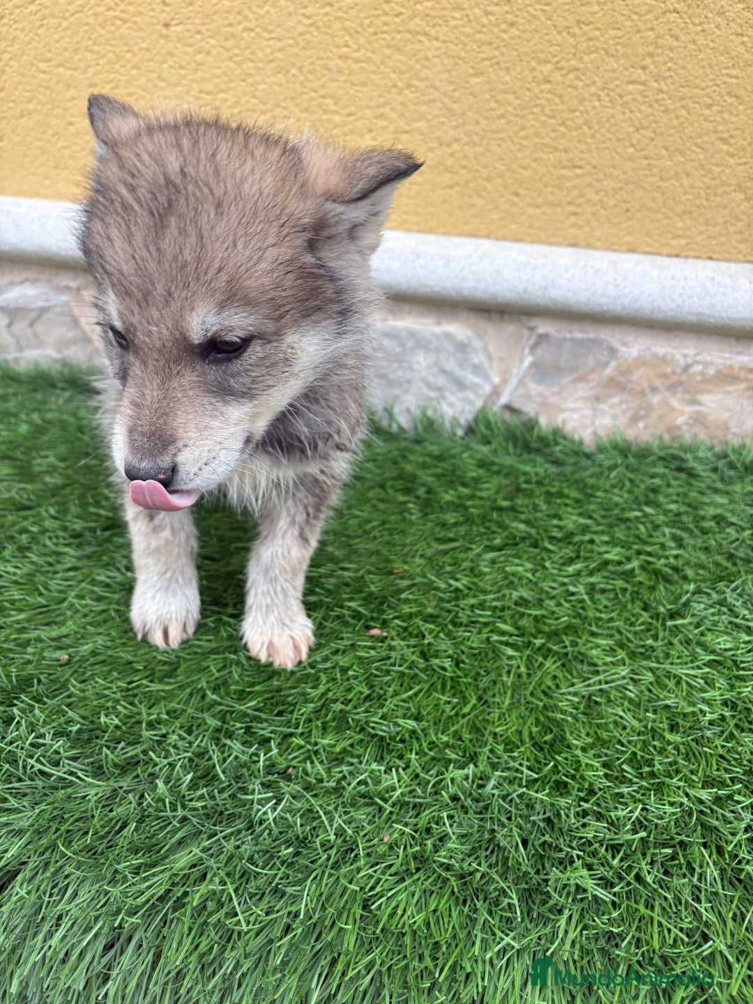 Perro Lobo de Saarloos perros en venta: Perro lobo ibérico macho gris  - Anuncio 9