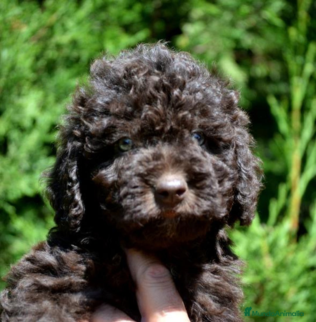Perro de Agua Español perros en venta: Cachorras hembras de perro de agua español - Imagen 2