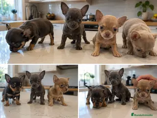 Chihuahua perros CHIHUAHUAS VALENCIA - ENTREGA - Anuncio 2