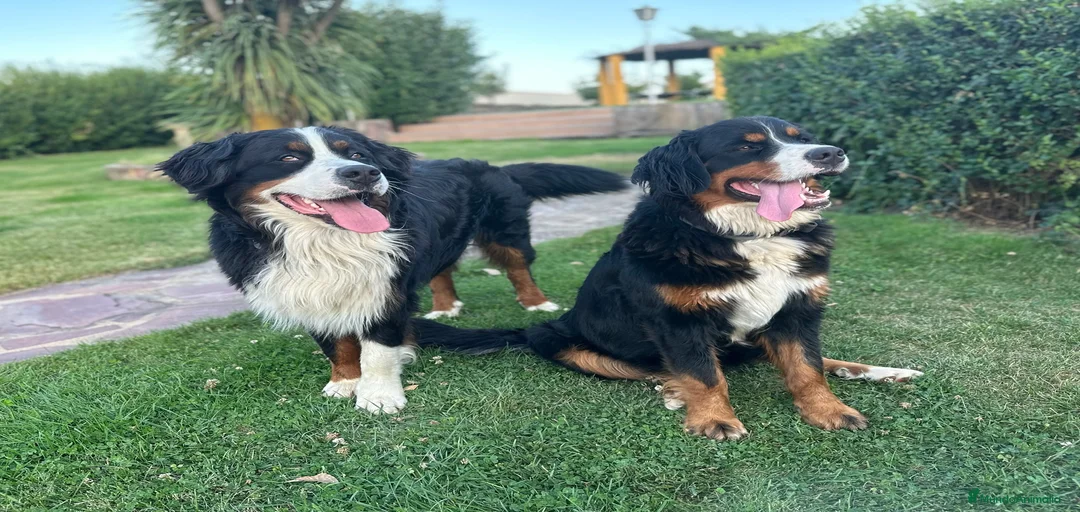 Imagen de galería {{count}}