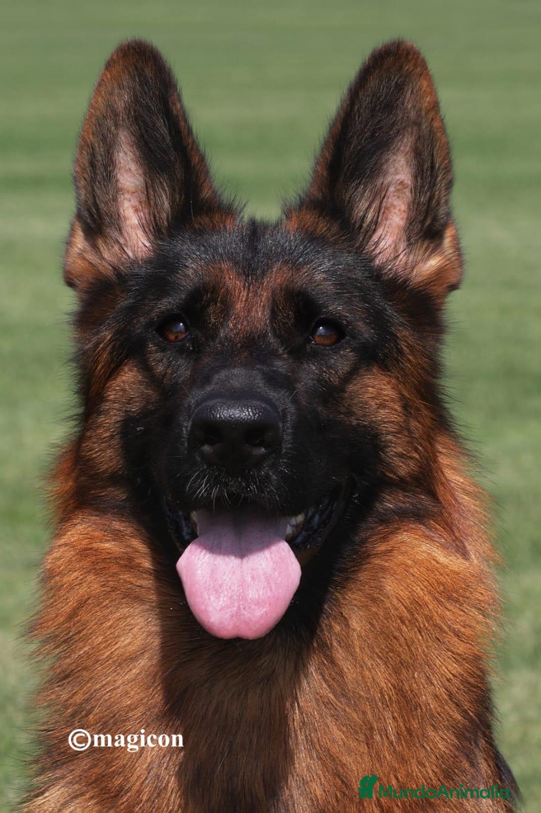 Pastor Alemán perros en venta: Espectacular cachorro de pastor alemán  - Imagen 7