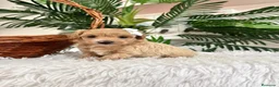 Maltipoo perros en venta: MALTIPOO MACHOS  - Anuncio 27