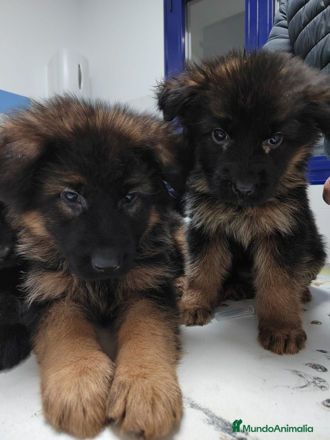 Pastor Alemán perros en venta: Último Pastor Alemán Macho - Anuncio 3