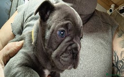 Bulldog Francés perros en venta: Bulldog francés  en León - Imagen 1