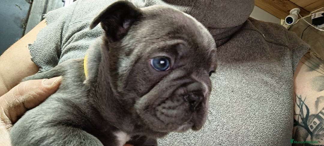 Bulldog Francés perros en venta: Bulldog francés  en León - Imagen 1