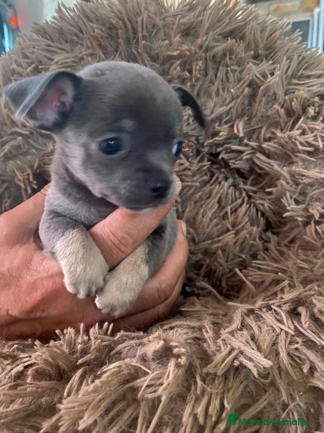 Chihuahua perros en venta: Chihuhua machito exotico lilak - Anuncio 2