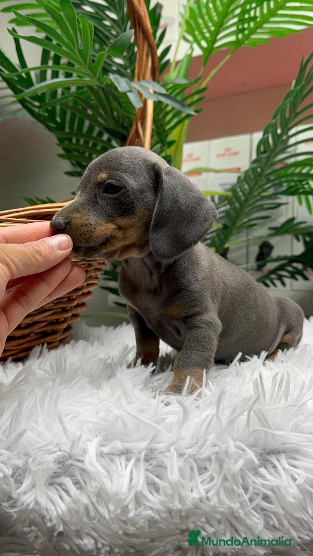 Teckel Miniatura perros en venta: TECKEL MINIATURA BLUE AND TAN - Anuncio 20