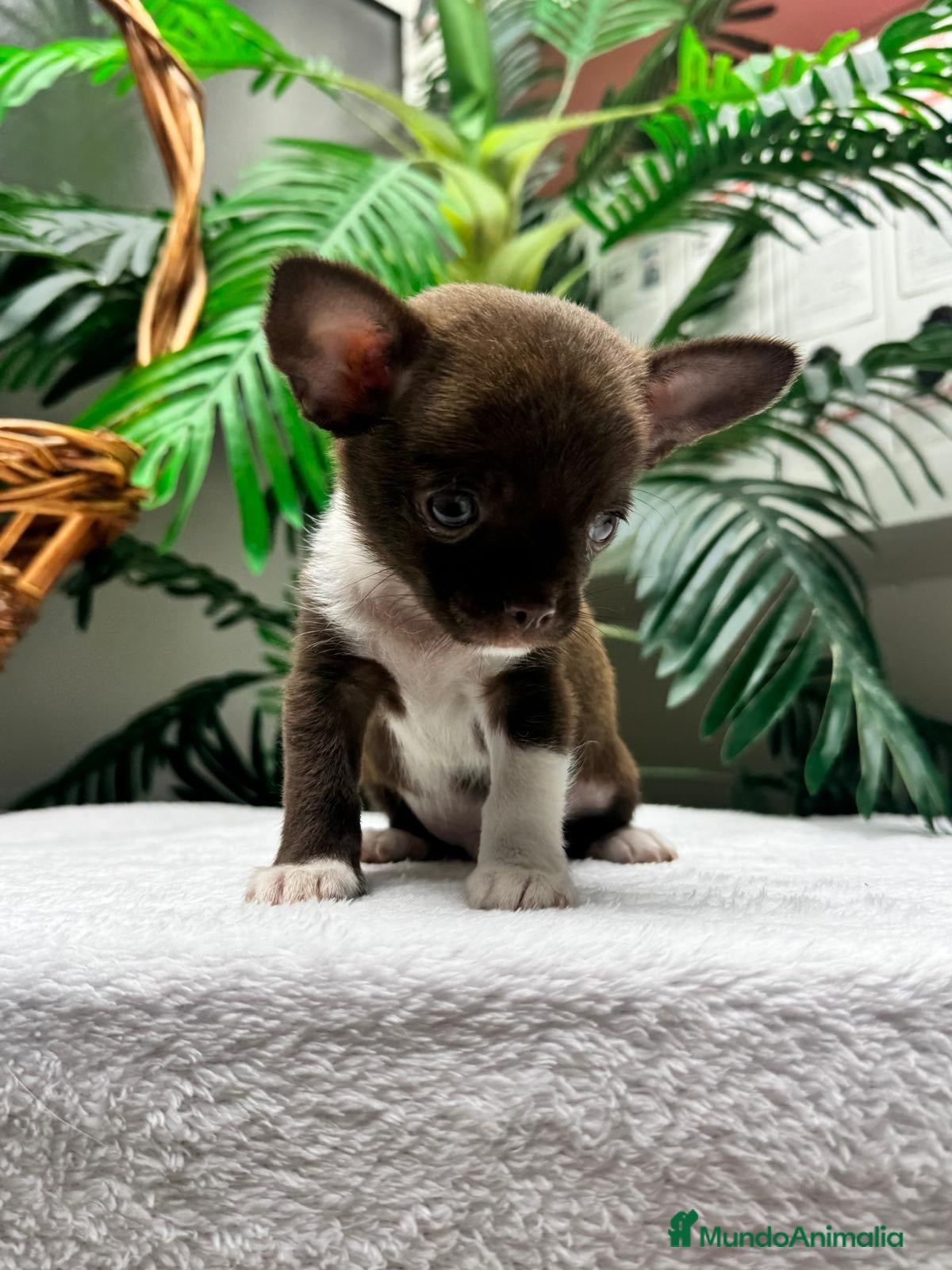 Chihuahua perros CHIHUAHUAS CHOCOLATE - Anuncio 1