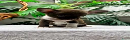 Chihuahua perros en venta: CHIHUAHUAS CHOCOLATE - Anuncio 1