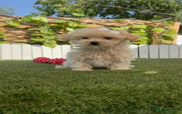Maltipoo perros en venta: MALTIPOO MINI TOY MUY PEQUEÑITO (2-2´5k adulto) - Imagen 5