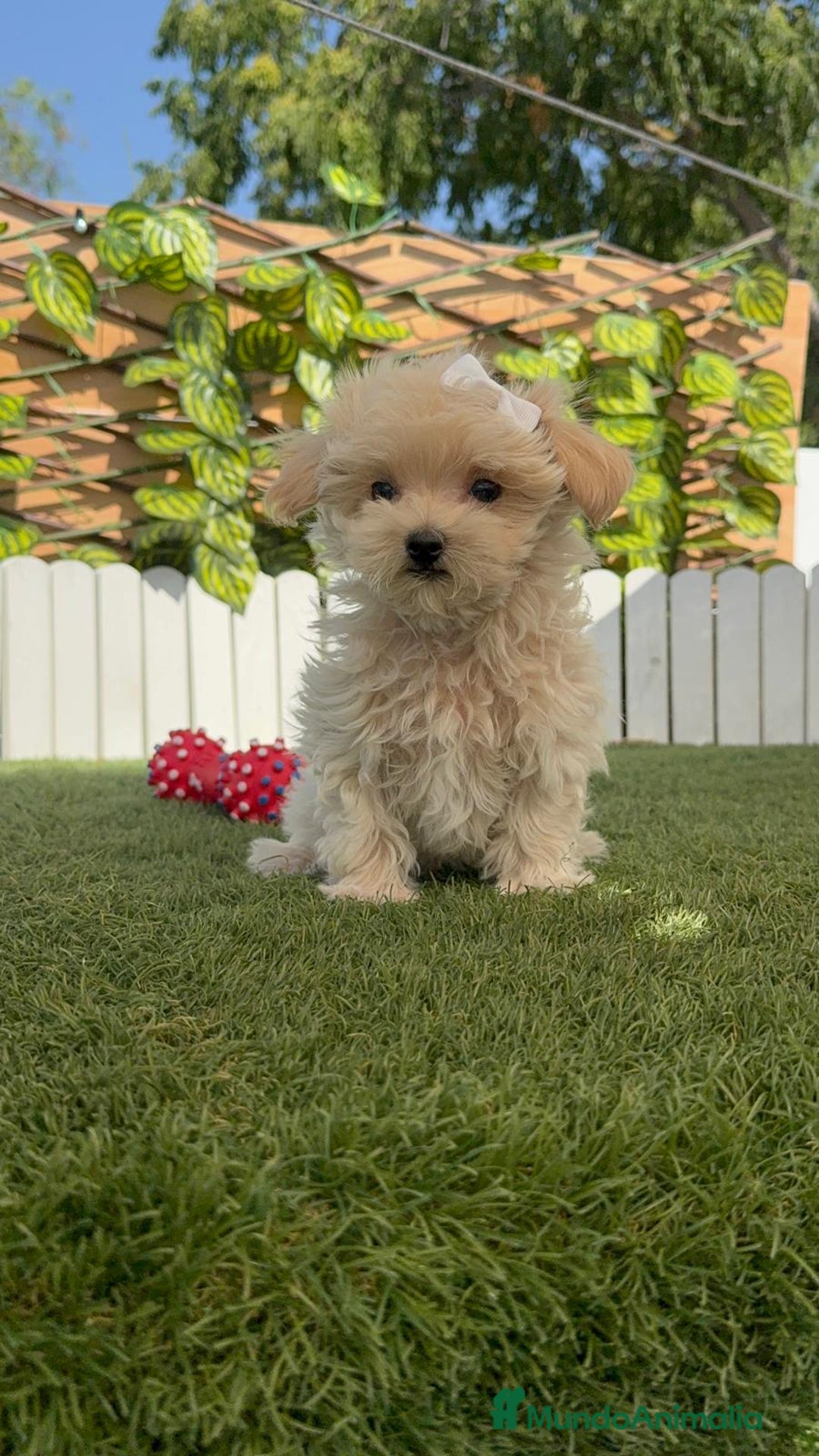 Maltipoo perros en venta: MALTIPOO MINI TOY MUY PEQUEÑITO (2-2´5k adulto) - Imagen 5