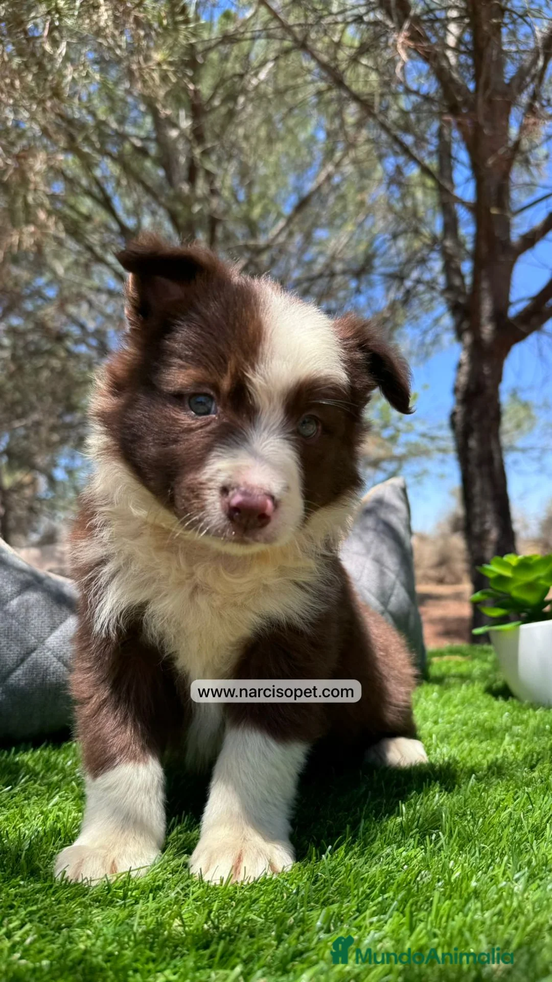 Border Collie perros en venta: CACHORRO BORDER COLLIE CHOCOLATE - Anuncio 3