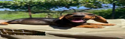 Teckel Miniatura perros en venta: TECKEL MINIATURA MACHO  - Anuncio 1