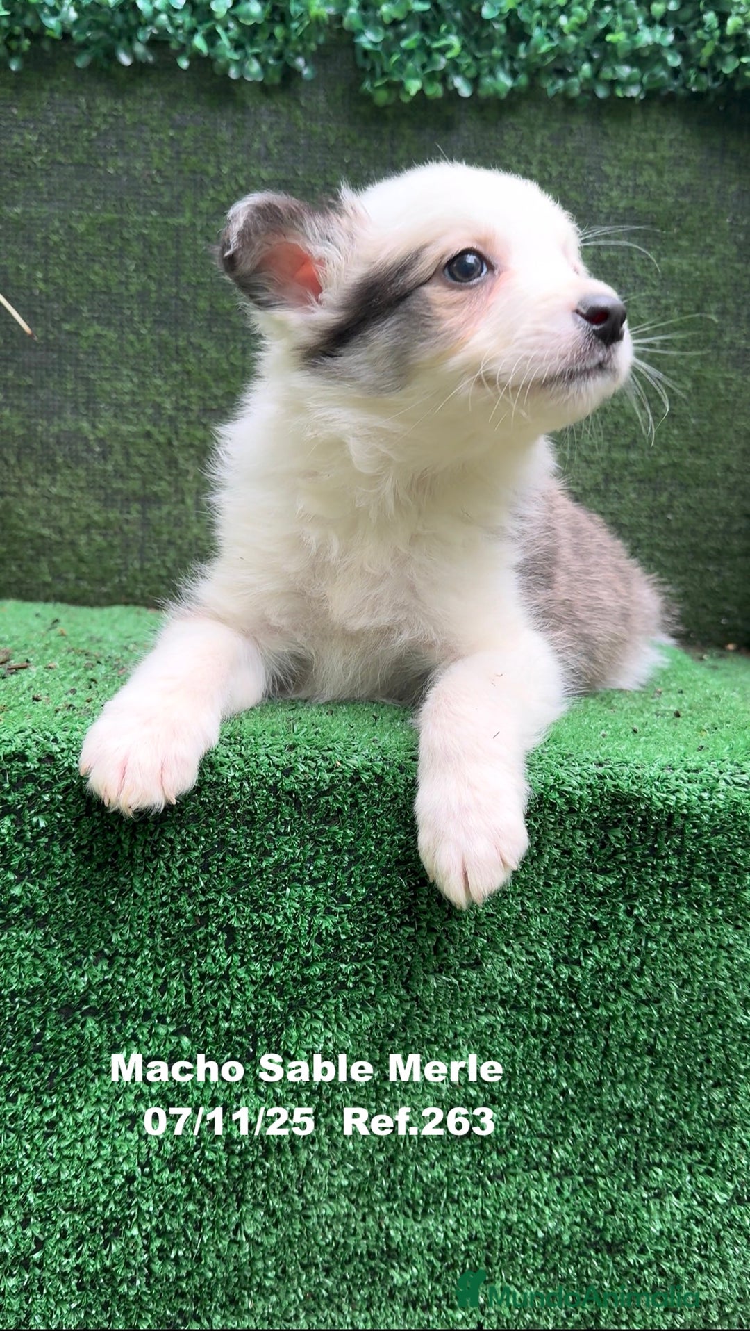Border Collie perros en venta: Border Collie  - Anuncio 29