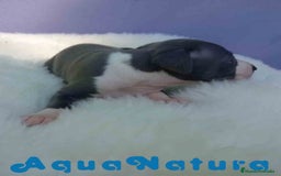 Pequeño Lebrel Italiano perros en venta: Lebrel Italiano Macho de BN y Omega AQUANATURA - Imagen 3