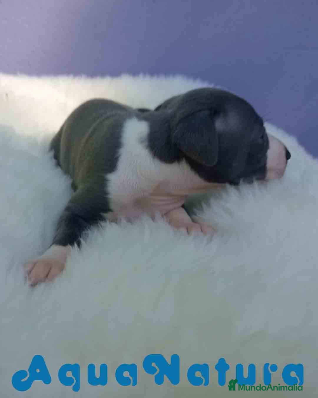 Pequeño Lebrel Italiano perros en venta: Lebrel Italiano Macho de BN y Omega AQUANATURA - Imagen 3