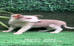 Border Collie perros en venta: BORDER COLLIE color lilac - Imagen 19