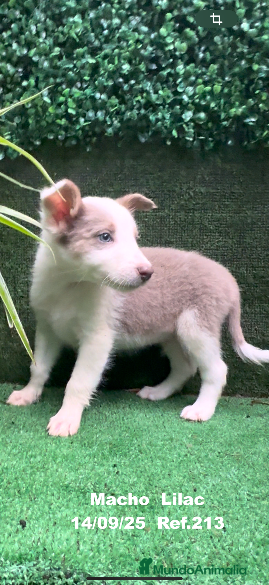 Border Collie perros en venta: BORDER COLLIE color lilac - Imagen 19