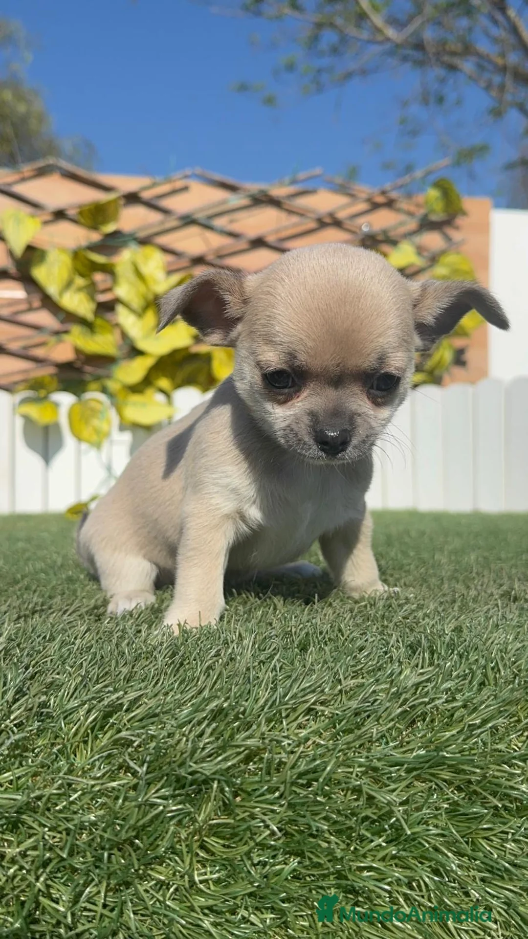 Chihuahua perros en venta: CHIHUAHUA HEMBRA - Anuncio 2