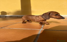 Teckel perros en venta: Teckel kaninchen merle chocolate diluido - Anuncio 5