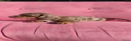Teckel perros en venta: Teckel mini arlequín  - Anuncio 8
