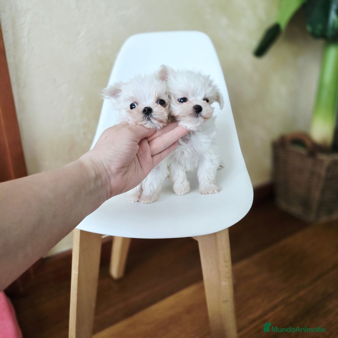 Bichón Maltés perros en venta: Cachorros de Bichón Maltés coreano micro  - Anuncio 4