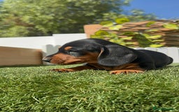Teckel Miniatura perros en venta: TECKEL MINIATURA - Imagen 20