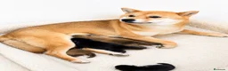 Shiba Inu perros en venta: CAMADA DE SHIBA INU DISPONIBLES - Anuncio 2