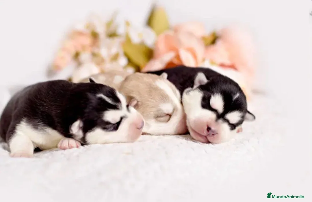 Husky Siberiano perros en venta: ‼️‼️husky siberianos importados de rusia - Anuncio 2