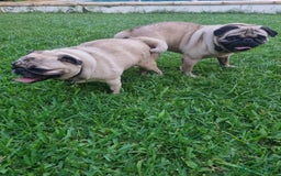 Carlino - Pug perros en venta: Carlino pug - Imagen 5