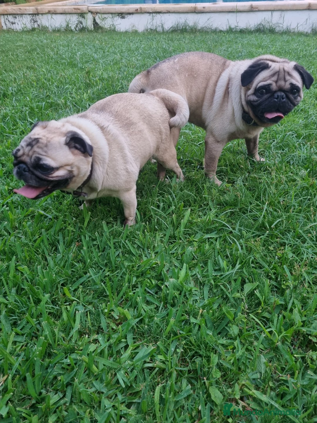Carlino - Pug perros en venta: Carlino pug - Imagen 5