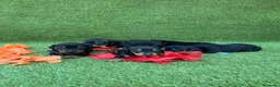 Teckel perros en venta: Preciosos Teckel negro fuego.  - Anuncio 1