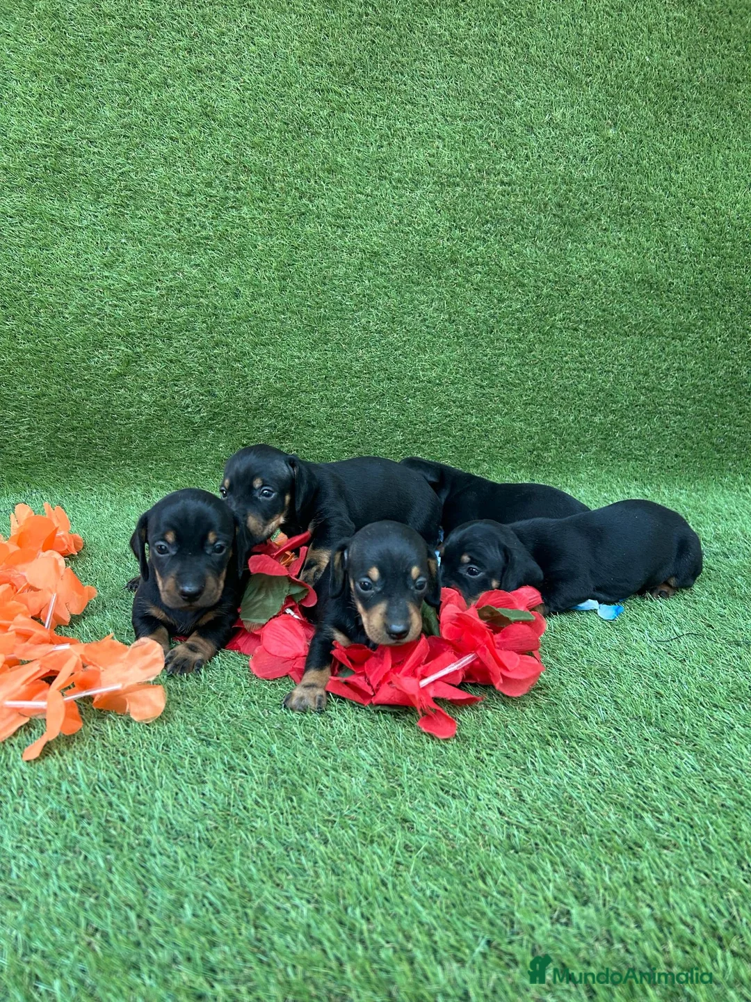 Teckel perros en venta: Preciosos Teckel negro fuego.  - Anuncio 1