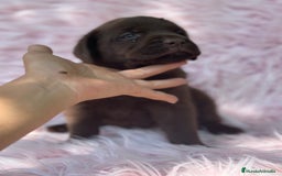 Labrador Retriever perros en venta: LABRADOR RETRIEVER CHOCOLATE HEMBRA - Imagen 5