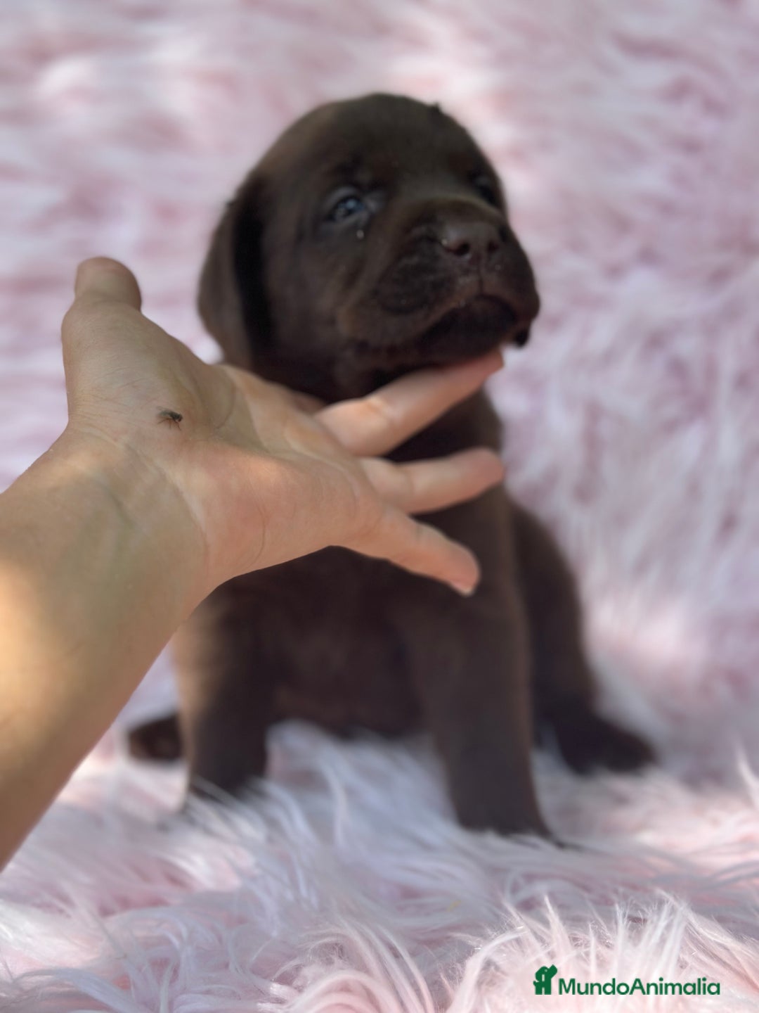 Labrador Retriever perros en venta: LABRADOR RETRIEVER CHOCOLATE HEMBRA - Imagen 5