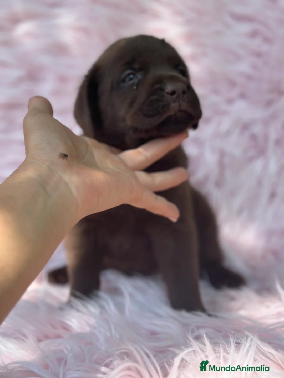 Labrador Retriever perros en venta: LABRADOR RETRIEVER CHOCOLATE HEMBRA - Anuncio 5