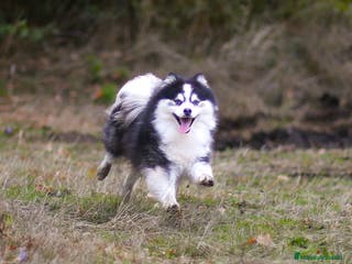 Pomsky perros Pomsky F5 mini - Anuncio 20