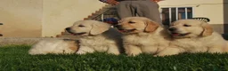 Golden Retriever perros en venta: Cachorros Golden dorados en Madrid - Anuncio 6