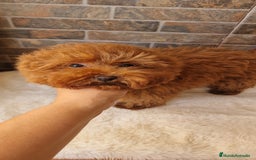 Caniche Toy perros en venta: MACHO CANICHE TOY - Imagen 4