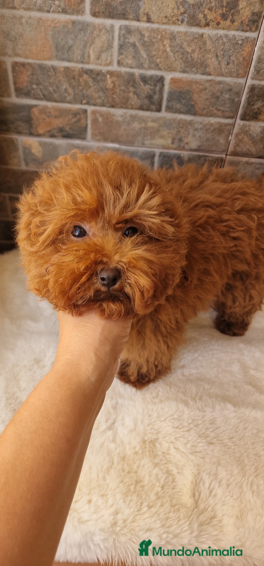 Caniche Toy perros en venta: MACHO CANICHE TOY - Imagen 4
