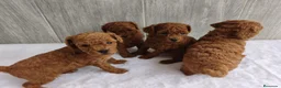 Caniche Toy perros en venta: CANICHE TOY - Anuncio 6
