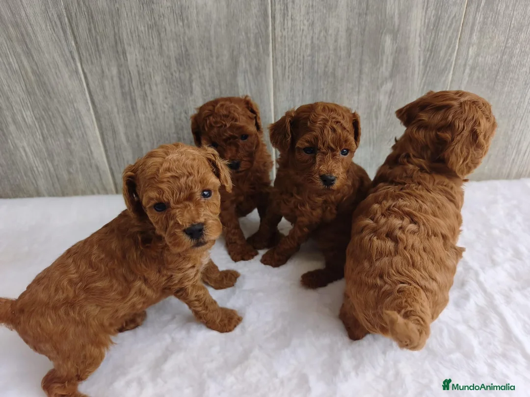 Caniche Toy perros en venta: CANICHE TOY - Anuncio 6