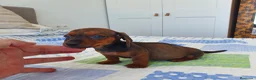 Teckel Miniatura perros en venta: Teckel miniatura  - Anuncio 4