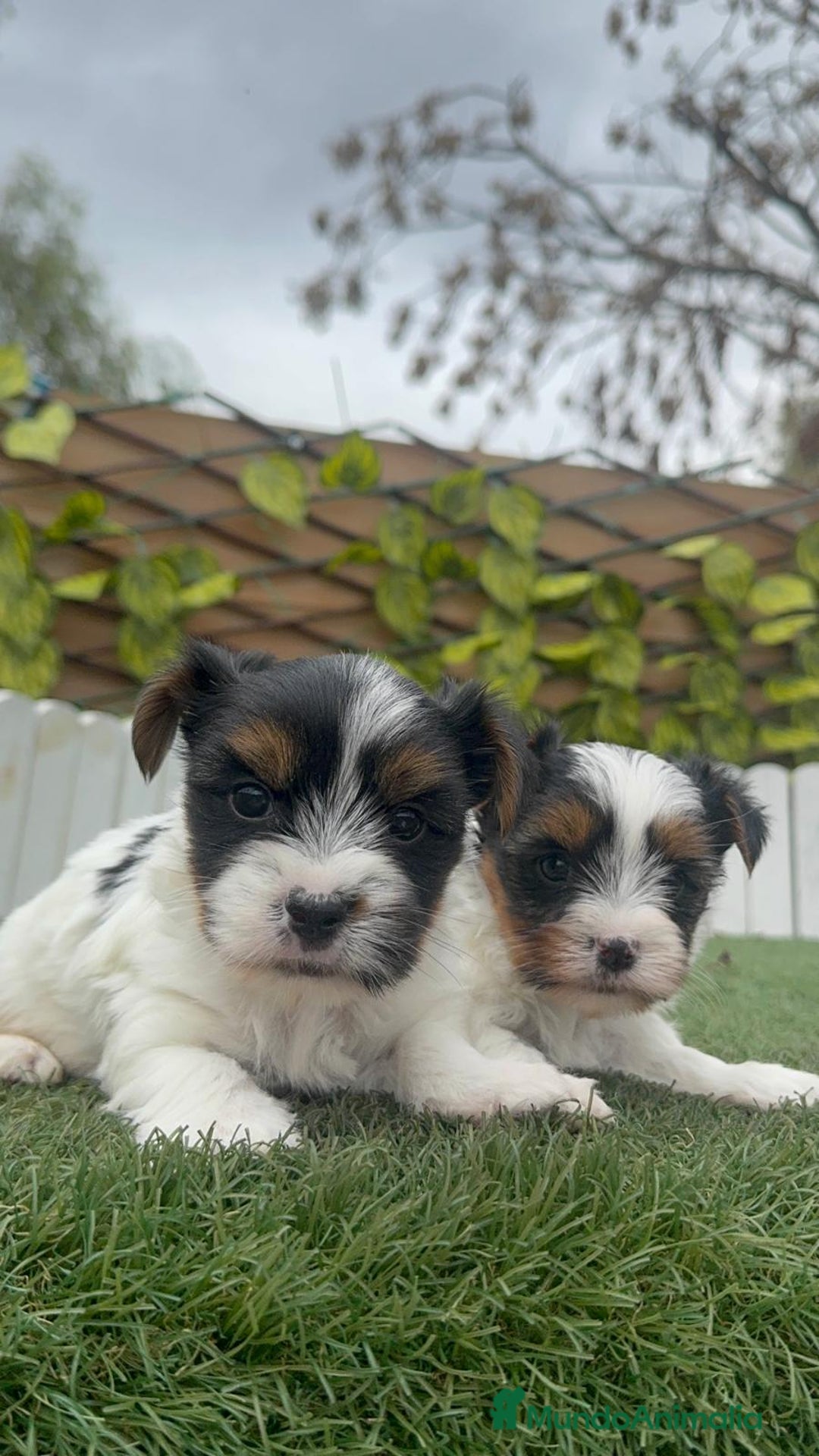 Yorkshire Terrier perros en venta: YORKSHIRE BIEWER MACHO - Anuncio 2
