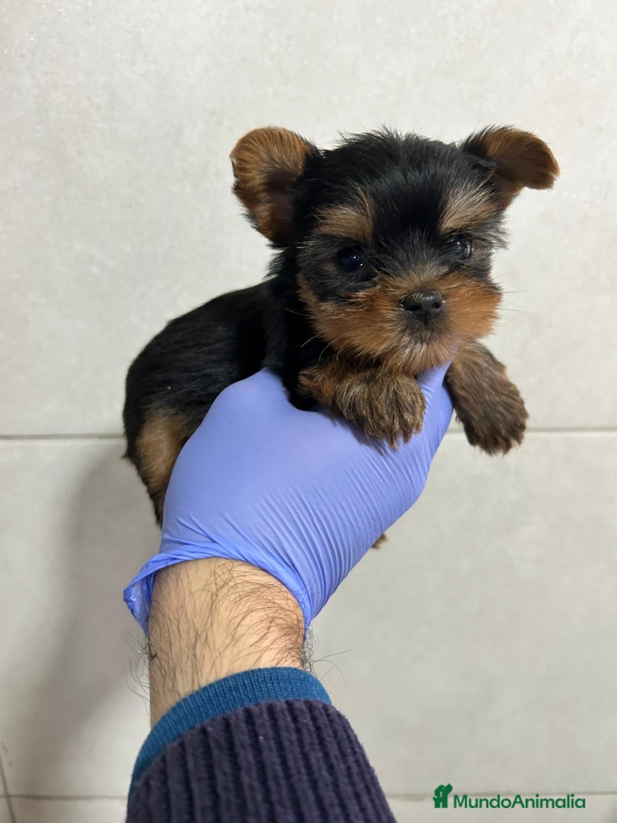 Yorkshire Terrier perros Yorkshire del Valle caprice  - Anuncio 8