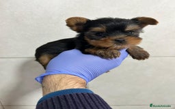 Yorkshire Terrier perros en venta: Yorkshire del Valle caprice  - Anuncio 1