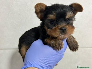 Yorkshire Terrier perros Yorkshire del Valle caprice - Anuncio 3