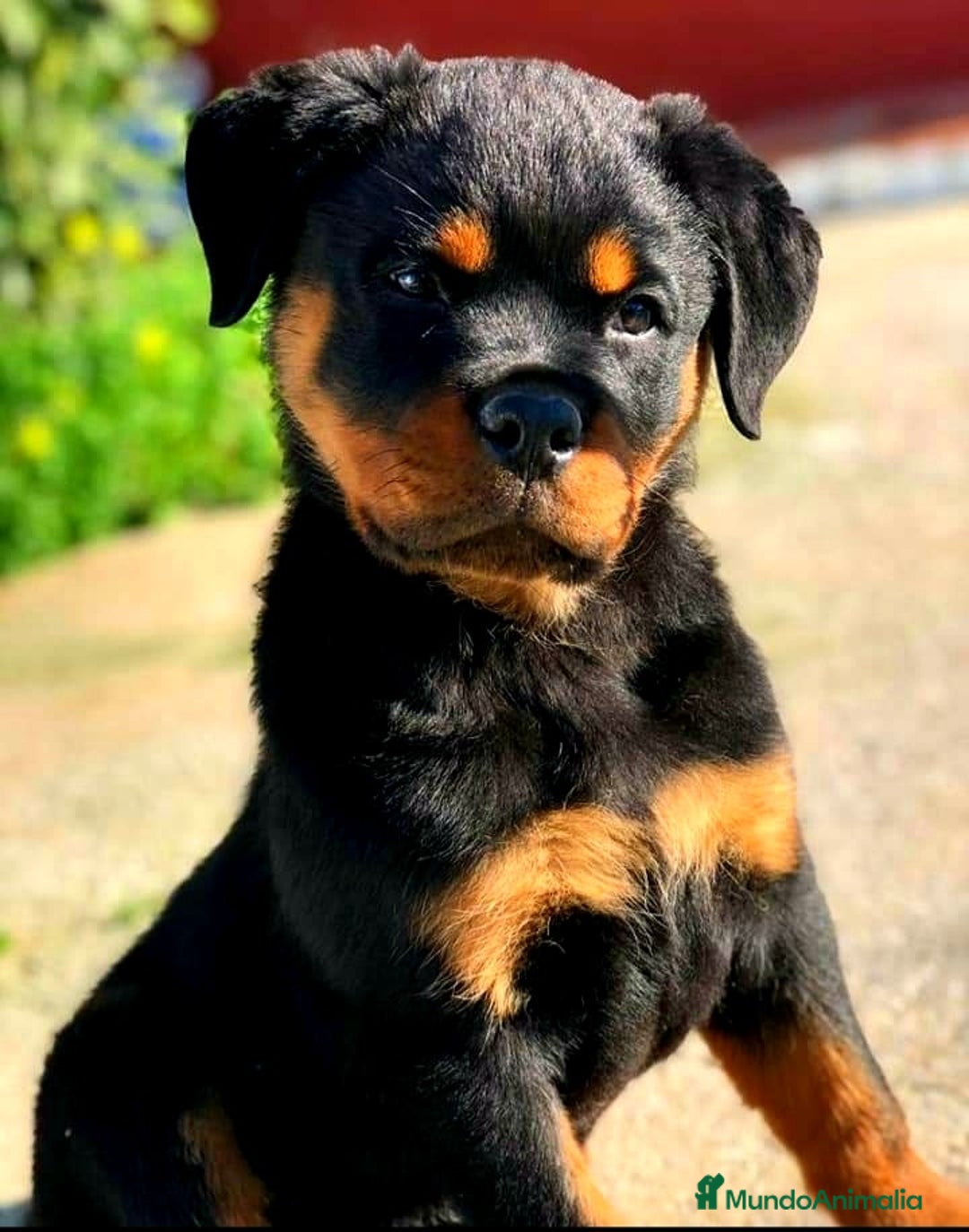 Rottweiler perros en venta: ROTTWEILER - Anuncio 1